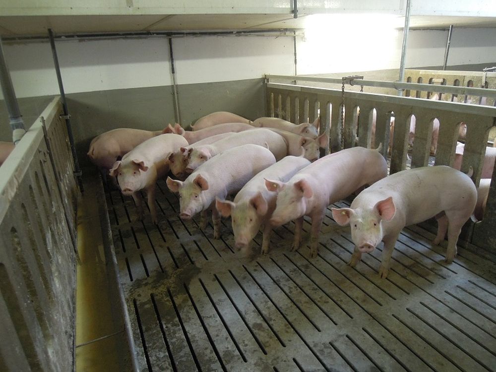schweinehaltung – Massentierhaltung aufgedeckt
